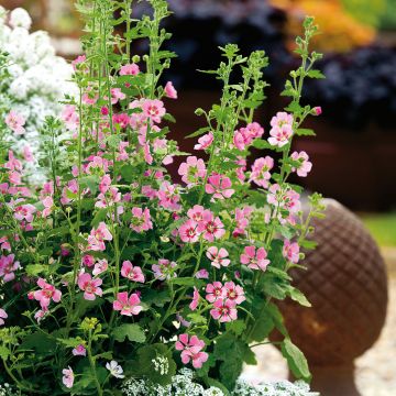Anisodontea Lady in Pink - Anisodontea