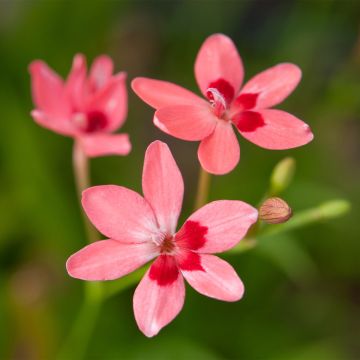 Anomatheca laxa - Scheiniris