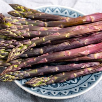 Asperge Rosalie en griffes - Asparagus officinalis
