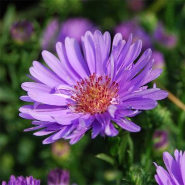 Aster ericoïdes Lovely