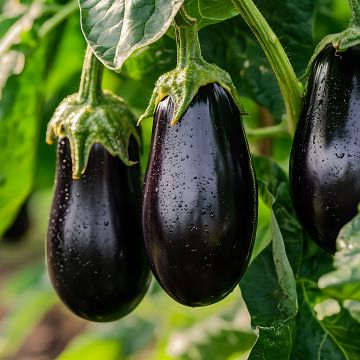 Aubergine Monstrueuse de New-York Bio