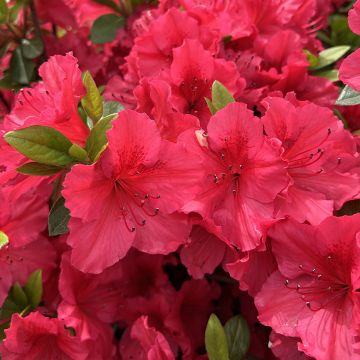 Japanische Azalee Vuyk's Scarlet - Azalea