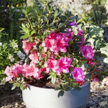 Japanische Azalee ENCORE Carnival - Azalea