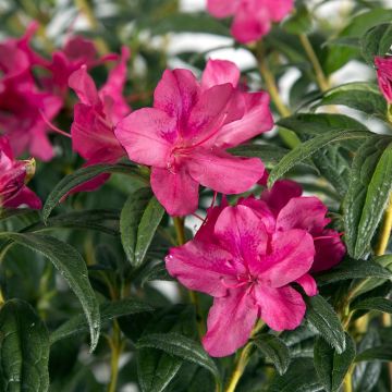 Japanische Azalee ENCORE Jewel - Azalea
