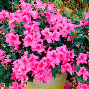Japanische Azalee ENCORE Sundance - Azalea