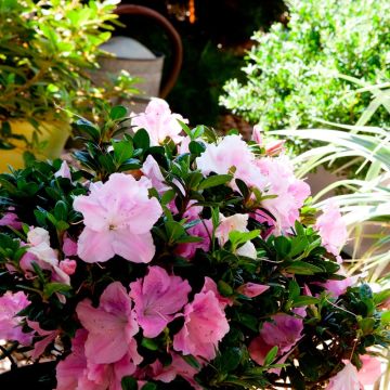 Japanische Azalee ENCORE Sweetheart - Azalea
