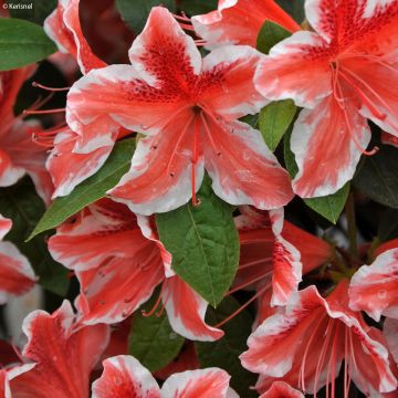 Japanische Azalee Ben Morrisson - Azalea Japanische Azalee Ben Morrisson - Azalea