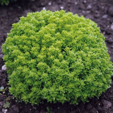 Basilikum Fin Vert Bio