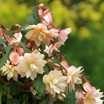 Begonie Belleconia Cream