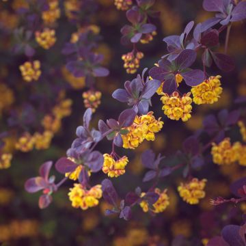 Berberis ottawensis Auricoma - Berberitze
