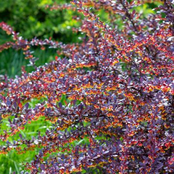 Berberis thunbergii Concorde