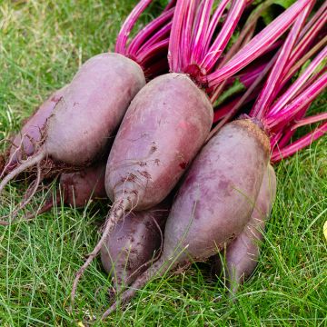 Rote Bete Cylindra