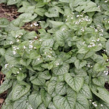 Brunnera macrophylla Mr Morse, Myosotis du Caucase