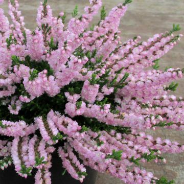 Besenheide Radnor - Calluna vulgaris