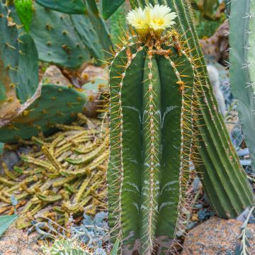 Kaktus - Astrophytum ornatum