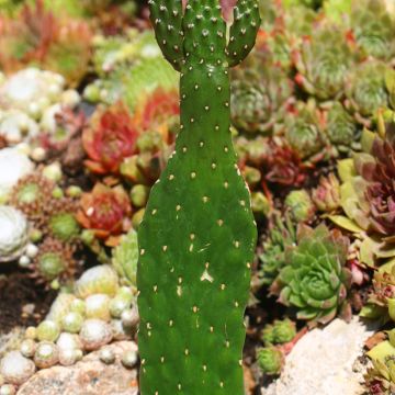 Kaktus - Consolea rubescens