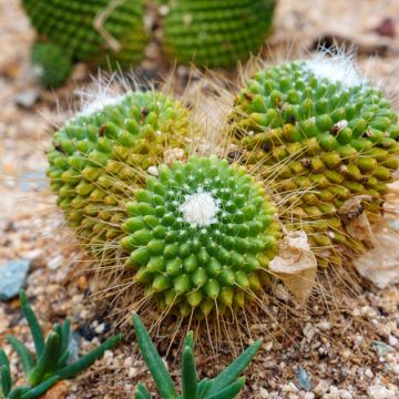 Kaktus - Mammillaria Un Pico