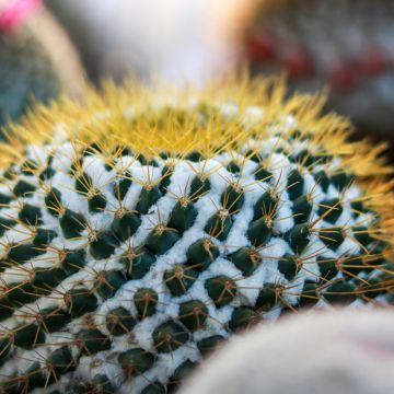 Kaktus - Mammillaria marksiana