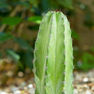 Kaktus - Polaskia chichipe