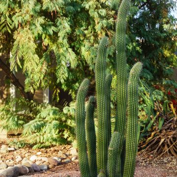 Kaktus - Stenocereus griseus