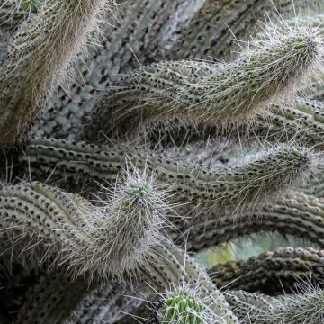 Kaktus - Stetsonia coryne