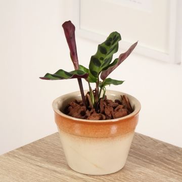Calathea insignis - Korbmaranten