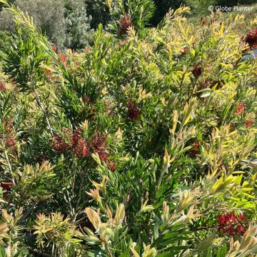 Callistemon Outback Fire - Zylinderputzer