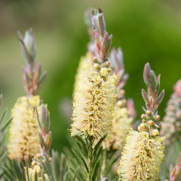 Callistemon pityoides Widdicomb Gem - Zylinderputzer
