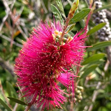 Callistemon salignus Perth Pink - Zylinderputzer