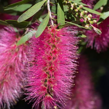 Callistemon viminalis Bright Pink - Zylinderputzer