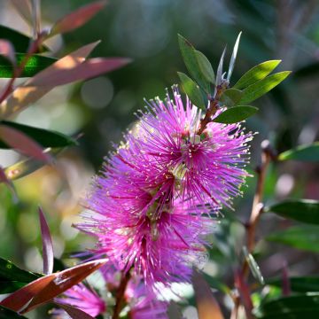 Callistemon violaceus - Zylinderputzer