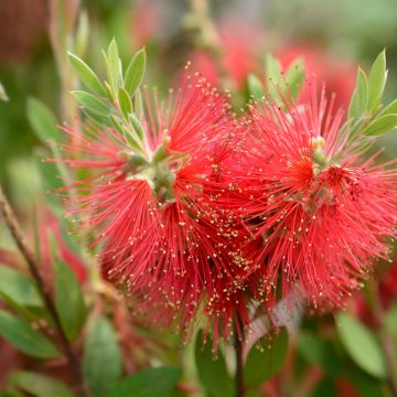 Callistemon laevis - Zylinderputzer