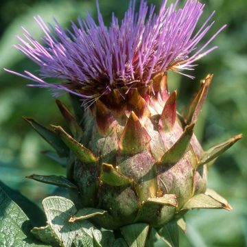 Wilde Artischocke plein blanc inerme - Cynara cardunculus