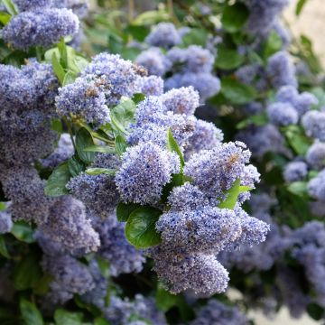 Säckelblume Trewithen Blue - Ceanothus arboreus