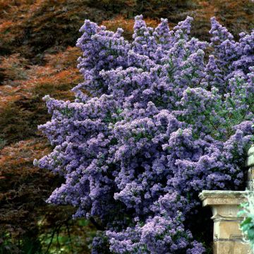 Säckelblume Puget Blue - Ceanothus impressus