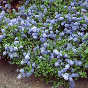 Kriechende Säckelblume Repens - Ceanothus thyrsiflorus