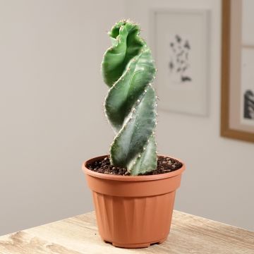 Cereus forbesii Spiralis - Säulenkaktus