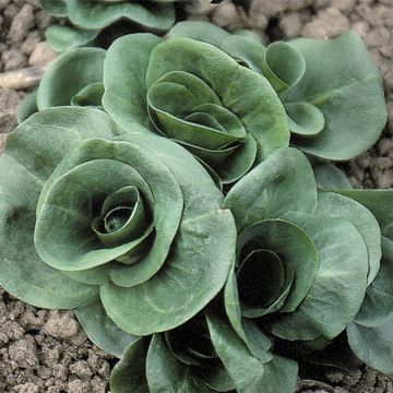 Zichoriensalat Grumolo Verde Bio