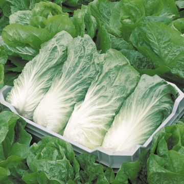 Zichoriensalat Pain de Sucre race Ankor