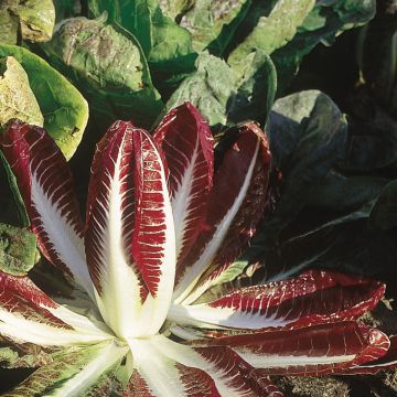 Chicorée Rossa Di Treviso 2 Bio