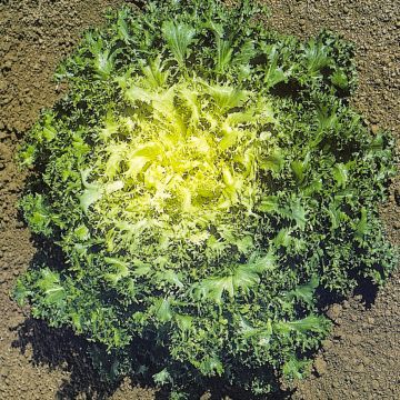 Endivie d'été à Cœur Jaune