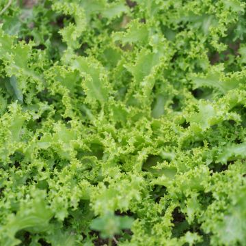 Endivie crispum Wallonne - Despa
