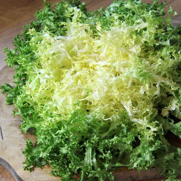 Endivie crispum Grosse Pancalière BIO 