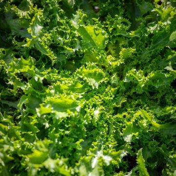 Endivie crispum Wallonne Bio - Despa