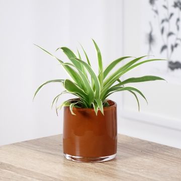 Chlorophytum Irish - Grünlilie