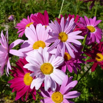 Chrysanthemum coccineum Robinson's Giants Mix (Samen) - Bunte Wucherblume