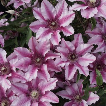 Clématite - Clematis Isabella Clématite - Clematis Isabella