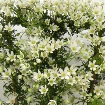Clématite - Clematis Tai Yang 