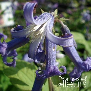 Clematis heracleifolia Côte d'Azur - Stauden-Waldrebe