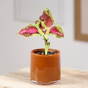 Coleus Le Freak - Buntnessel